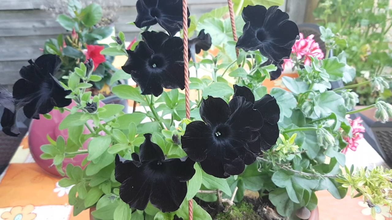 rosa do deserto negra